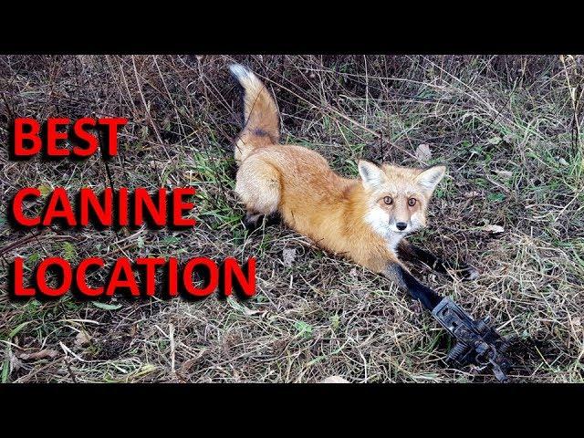 How to Trap a Red Fox at the Perfect Location