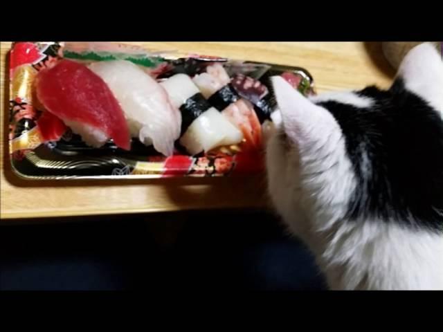 Nacchan, smell the sushi／なっちゃん、寿司のにおいを嗅ぐ