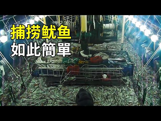 魷魚的秘密，出海捕撈大開眼界