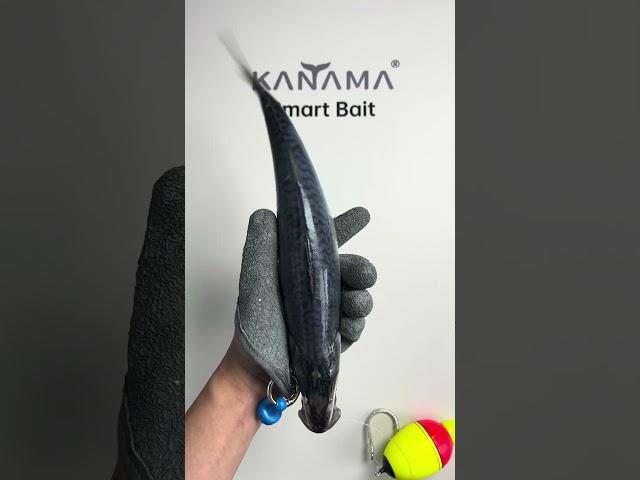  Kanama Smart Bait - Revive dead bait fish and catch big fish easily #kanama #釣り #fishing  #angler