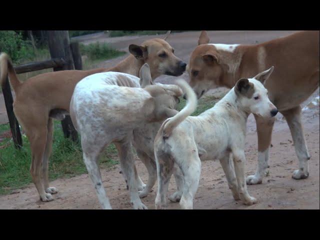 Mating season Female and male Dogs meet each other