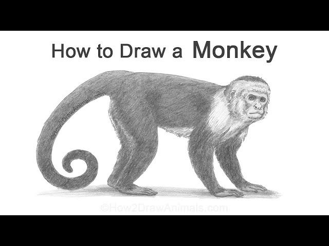 How to Draw a Monkey (Capuchin)