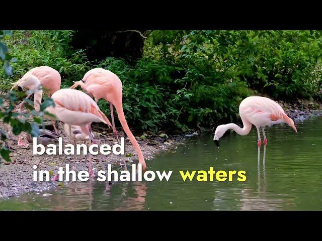 Flamingo Facts ( 3 Facts about the Beautiful Flamingo)