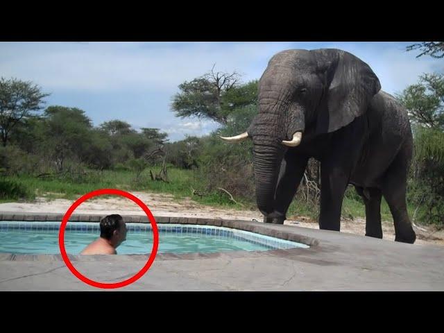 30 Scariest Elephant Encounters of the Year