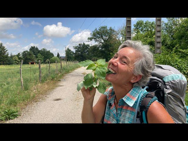 12 plantes sauvages comestibles à cueillir au bord du chemin