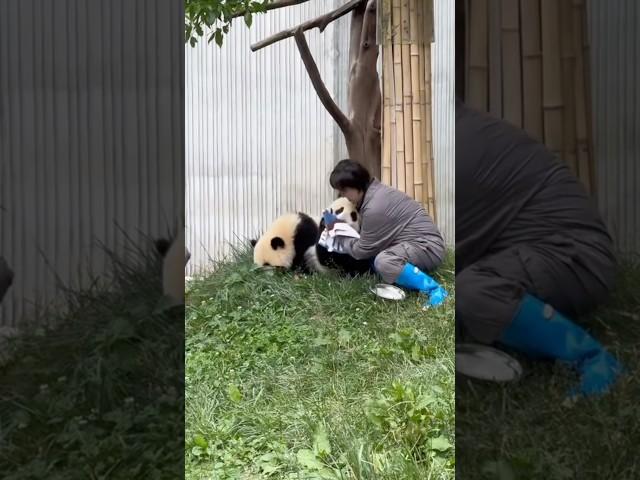 The cubs are pampered with love by their nanny 아기 판다들은 보모의 사랑을 듬뿍 받아요 #둥이 #funny #cute #animals