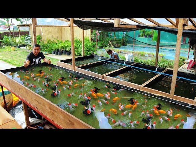 How I produce 5,000 Goldfish Babies in just 1 Week!! Basic Method in Raising and Breeding Goldfish!!