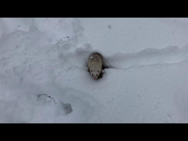 Pandy in Snow