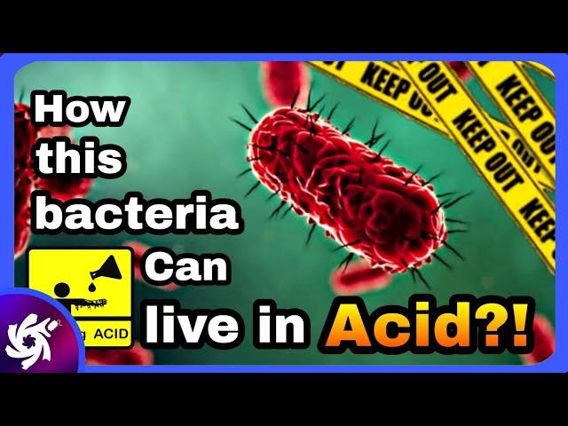 Can Acid Kill All Bacteria?