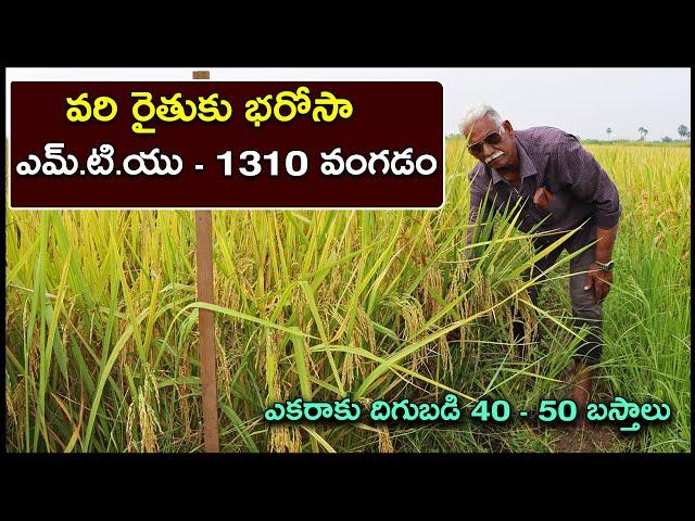 MTU 1310 వరి వంగడంతో రైతుకు పూర్తి భరోసా | High Yields Best Paddy Variety MTU 1310 | Karshaka Mitra