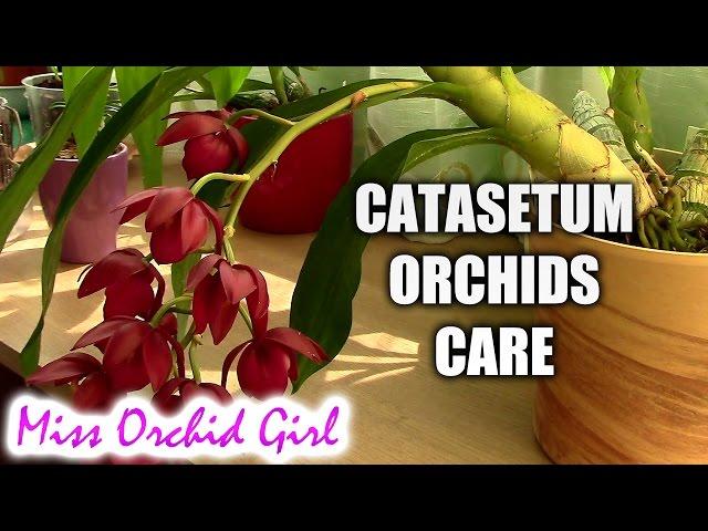 How to care for Catasetum orchids - basic culture for Catasetum type orchids