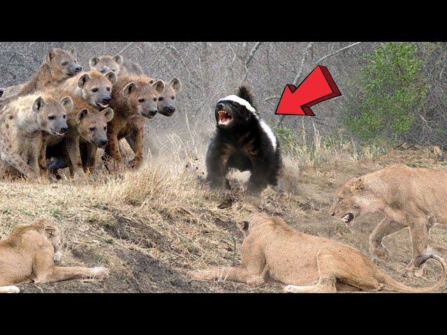 Honey Badger Takes Savagery to a Whole New Level  #HoneyBadgerUnleashed