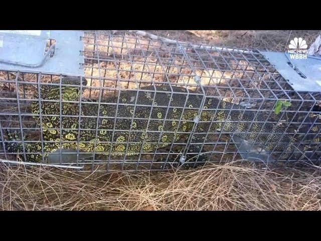 Monster lizard captured in Cape Coral neighborhood