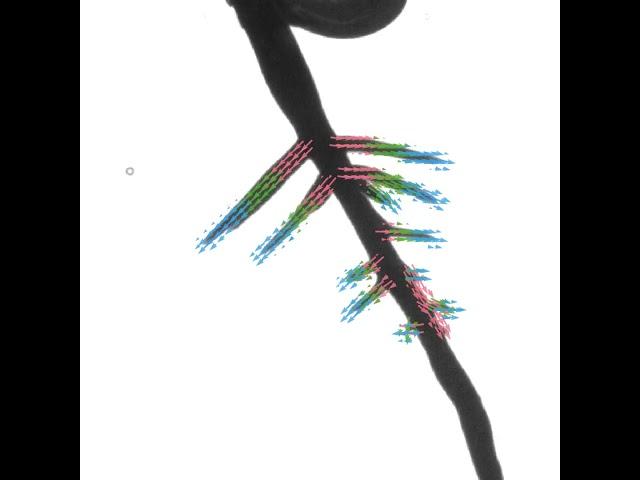Plant Root Geometry