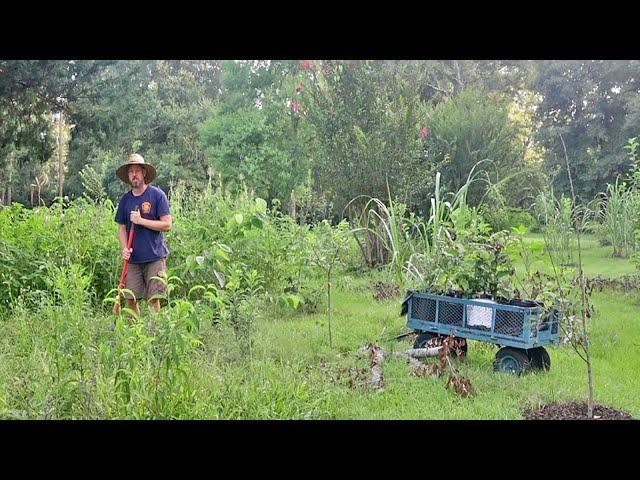 How to Start a Food Forest the Easy Way