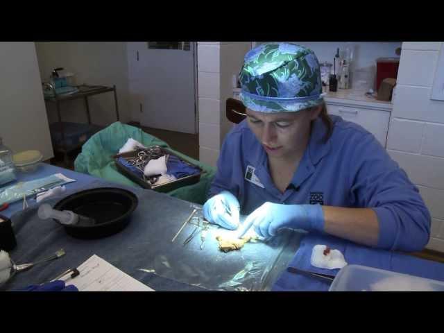 Vet Performs Surgery on Houston Toad with Cancer