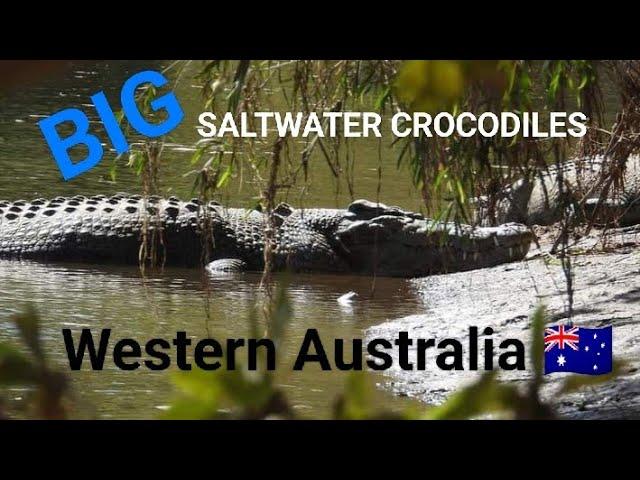 HUGE Saltwater Crocodiles | North Australia