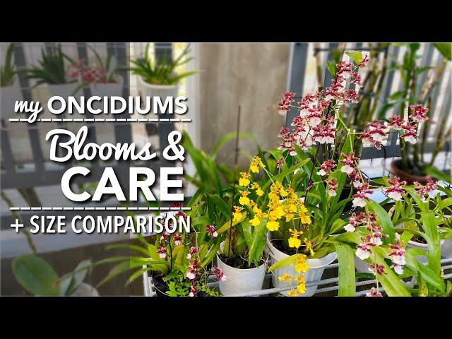 ONCIDIUM ORCHIDS Blooms & Care | How To Water & Fertilize Oncidiums | Medium, Pot & Size Comparison