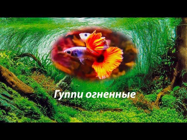 Гуппи огненные / Guppy fire