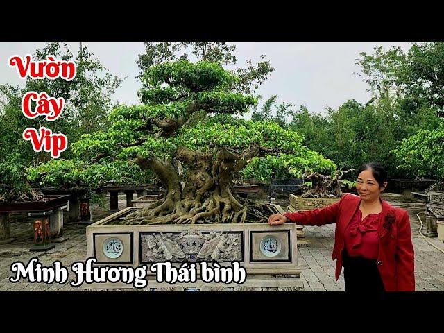 Thăm cơ ngơi và vườn cây đẳng cấp của anh Minh Hương Hưng hà TB