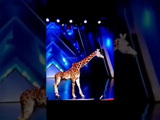 America's Got Talent Giraffe  Magic | Duo Schumacher#AGT#americagottalent#magic