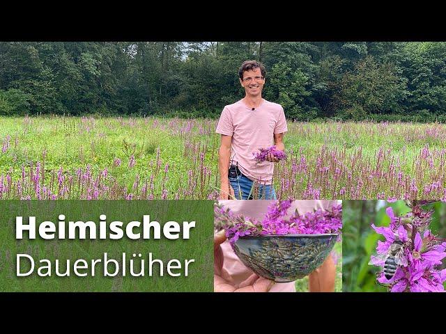 Wunderschöner heimischer Dauerblüher - wichtige Bienen- und Hummelpflanze - Verwendung und Wirkung