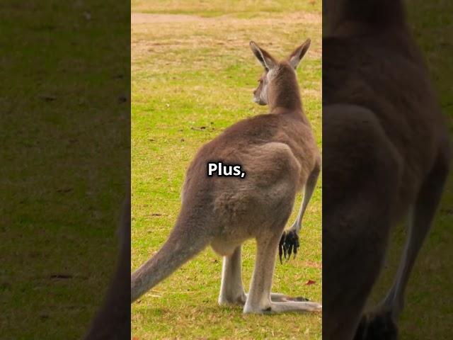 The Science Behind Kangaroo Hops & Pouches! #informationalthoughts #kangaroo #viralshorts #animals