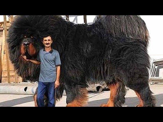 Worlds New Largest Dog Breeds 2018