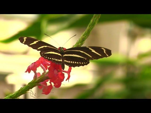 Butterfly Forest at Phipps Conservatory