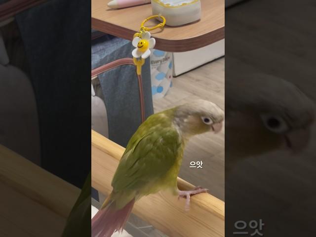 새 가슴 앵이씨