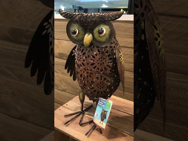 Brown OWL