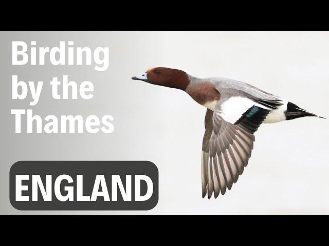 Urban Birding Trip to Dartford & Crayford Marshes; British Birds