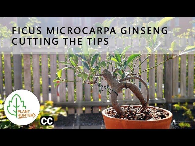 Ficus microcarpa Ginseng - Cutting the tips - September 2019   #PlantHunter