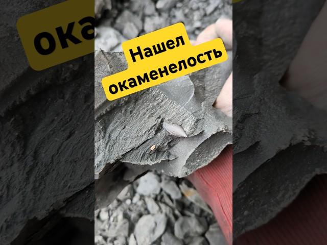 Нашел окаменелости в глине #камнемания #fossilhunting #fossils #золото #серебро #минералы