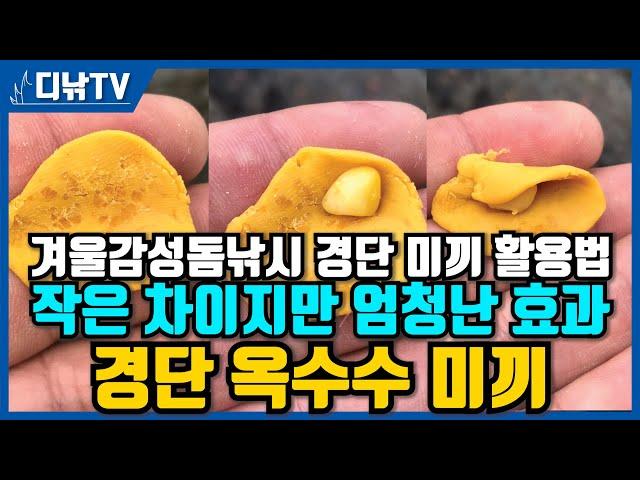 경단 미끼의 상식을 깨는 새로운 방법 ! 경단 옥수수 미끼, 겨울감성돔낚시 경단 미끼 활용법 [디낚TV 낚시공부방]