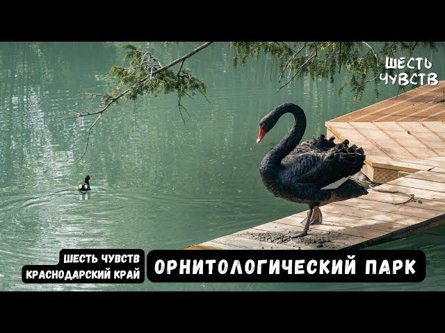 Природный орнитологический парк в Адлере / Шесть чувств. Краснодарский край. Слух