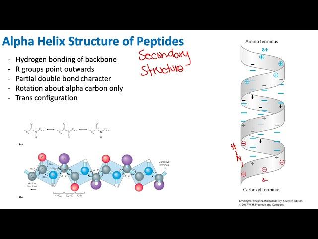 Peptide Alpha Helix Structure | Biochemistry