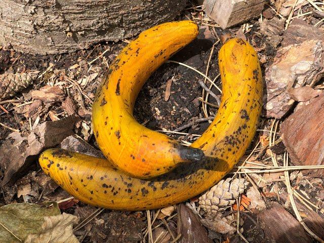 Woodturning.  A banana!