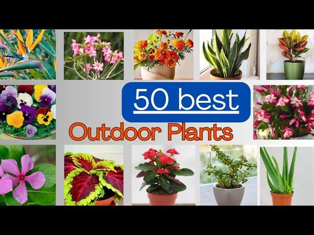 50 Best Outdoor Plants for Home | Plants For Your Home Garden, Entrance,Balcony