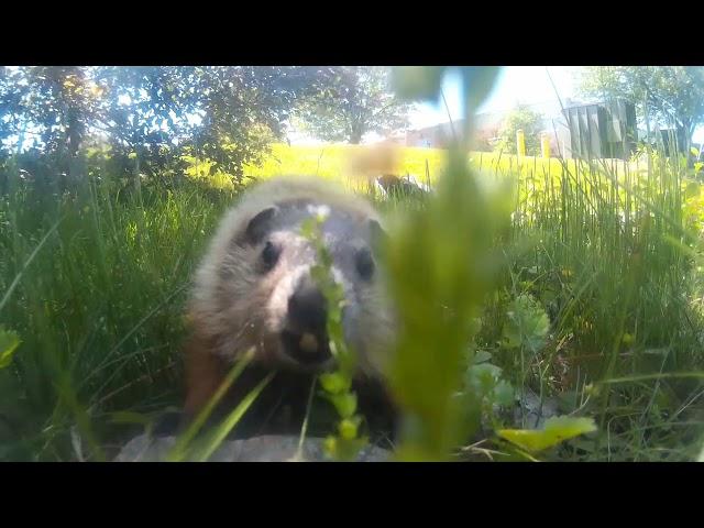 Ground Hog Attacks....