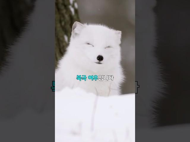 북극 여우의 사냥법