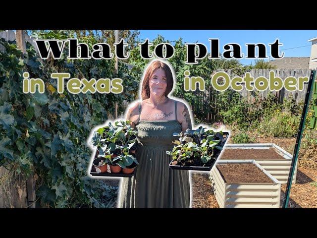 What to plant in October in your Texas Fall Garden!