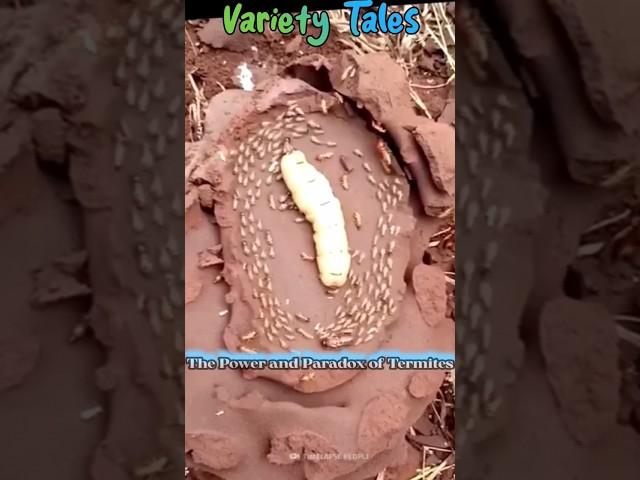 The Power and Paradox of Termites