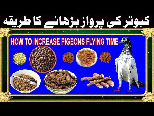 How To Increase Pigeons Flying Time Nuskha Parwaz