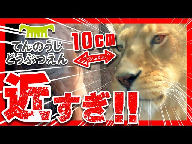 【大阪・天王寺】ライオン近っ！入場料500円で大満足の天王寺動物園