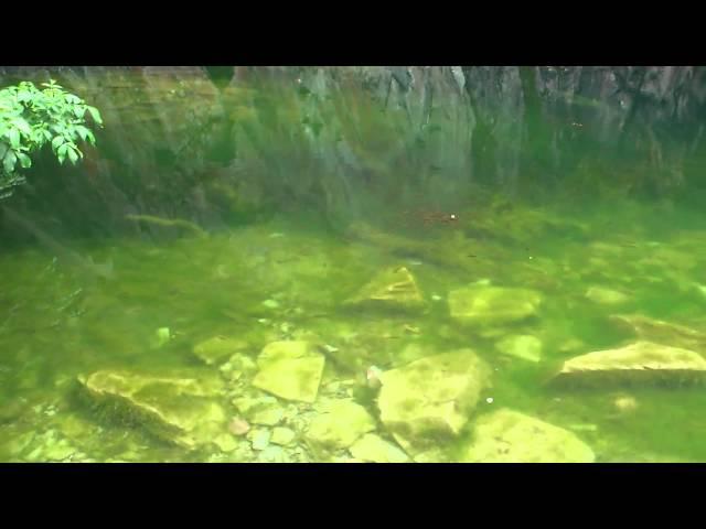 Fishies in Rydal Cave - Loughrigg, Rydal, Lake District National Park