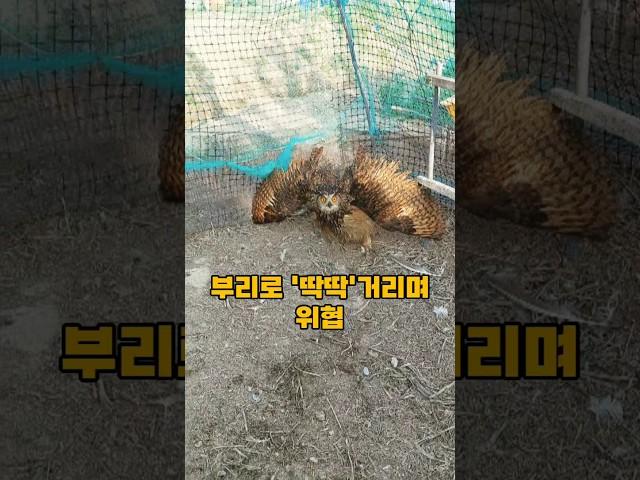 수리부엉이의 닭장 역습