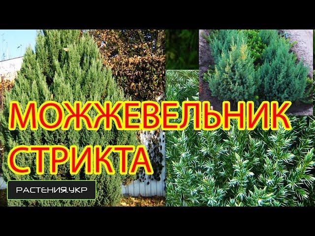 Можжевельник китайский стрикта / можжевельник посадка и уход