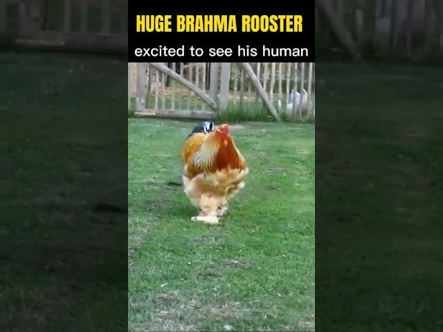 HUGE BRAHMA ROOSTER very excited and running towards his human #BRAHMA #ROOSTERS