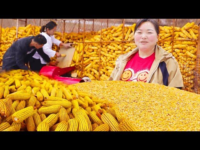 Xia Jie spent 960 to buy a striper to thresh and prepare grain for 8000kg of corn! This chicken wil